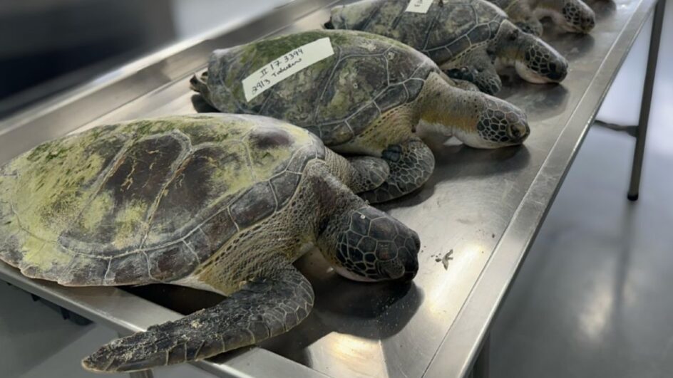 Tartarugas foram encontradas mortas em Barra Velha (Foto: Univali Penha, Divulgação)