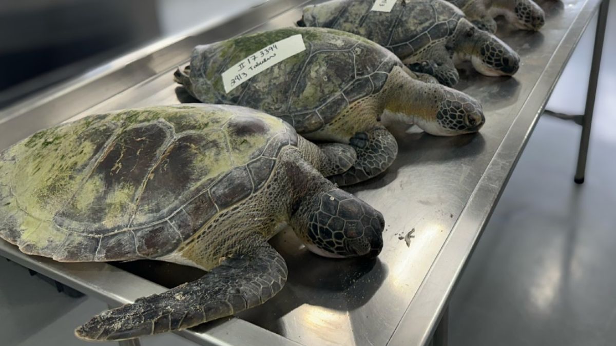 Tartarugas foram encontradas mortas em Barra Velha (Foto: Univali Penha, Divulgação)