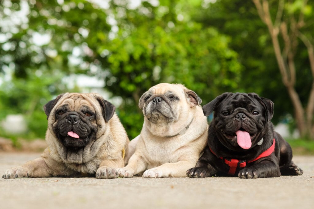 Plutão é um nome que reflete personalidade e charme para cães pequenos (Imagem: Ezzolo | Shutterstock)