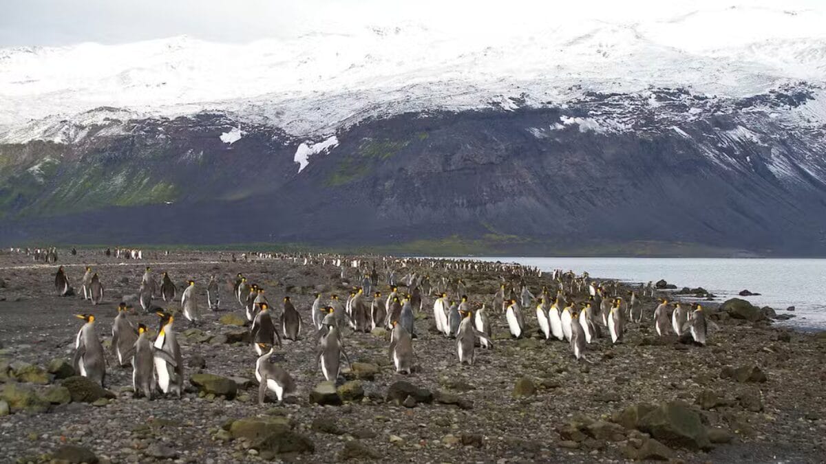Tarifas recíprocas de Trump atingem ilha inabitável por humanos e povoada apenas por pinguins