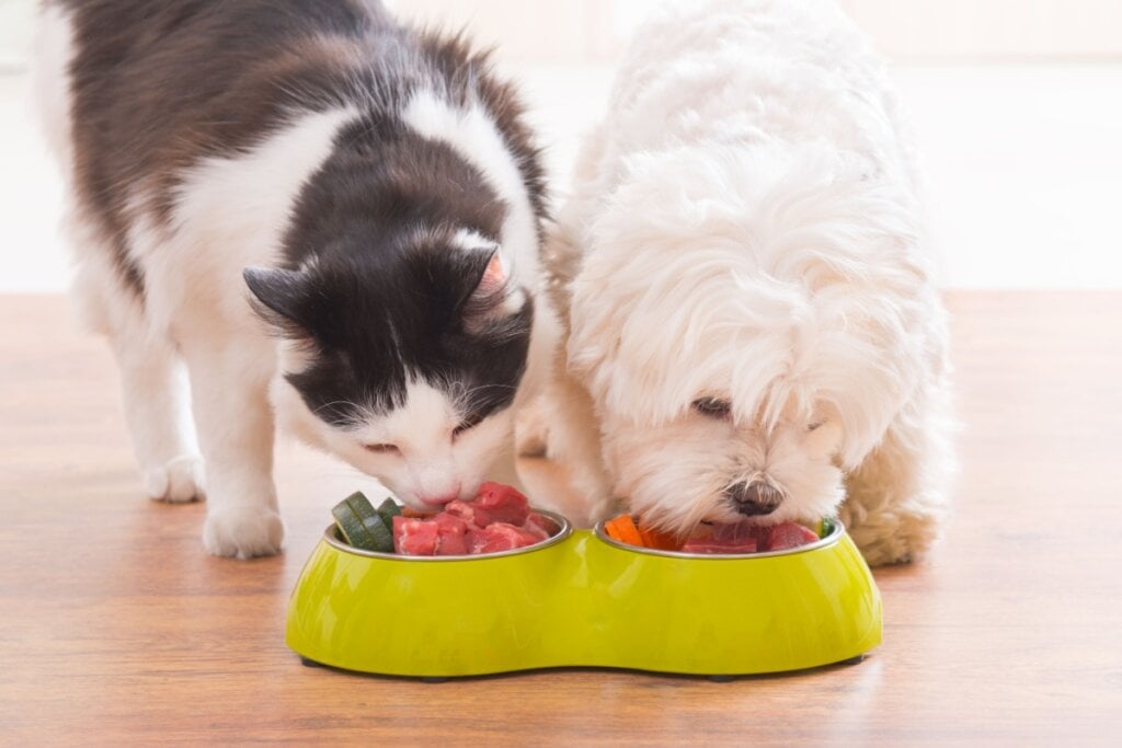 O cuidado com a alimentação é essencial para manter a saúde dos animais (Imagem: Monika Wisniewska | Shutterstock)