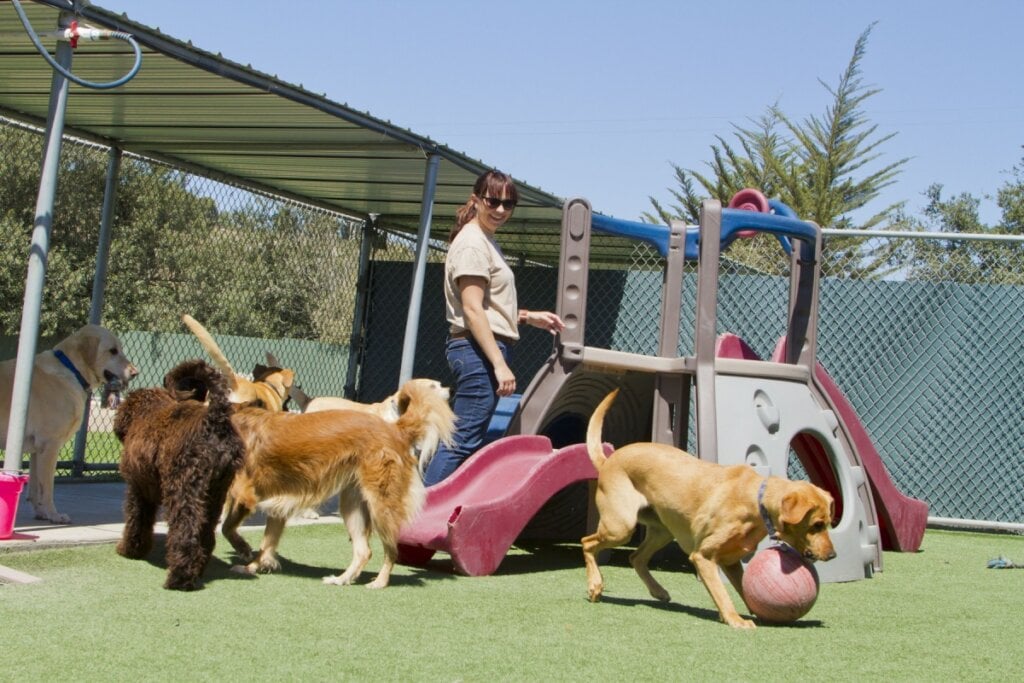 Ao manter os cachorros ativos, as creches ajudam a prevenir problemas comportamentais (Imagem: Jayme Burrows | Shutterstock)