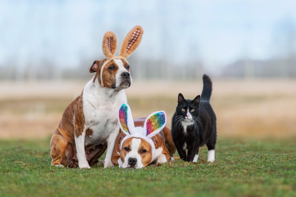 As brincadeiras divertem e estimulam os pets durante a Páscoa (Imagem: Rita_Kochmarjova | Shutterstock)