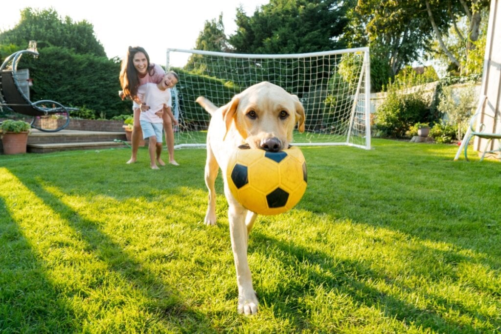Nomes de jogadores consagrados combinam com pets cheios de energia e atitude (Imagem: Okrasiuk | Shutterstock)