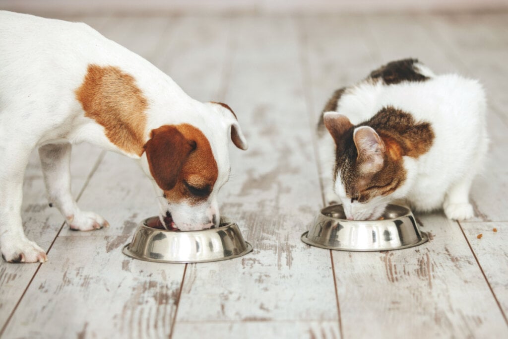 A dieta terapêutica dos animais deve ser mantida mesmo na Páscoa (Imagem: Gladskikh Tatiana | Shutterstock)