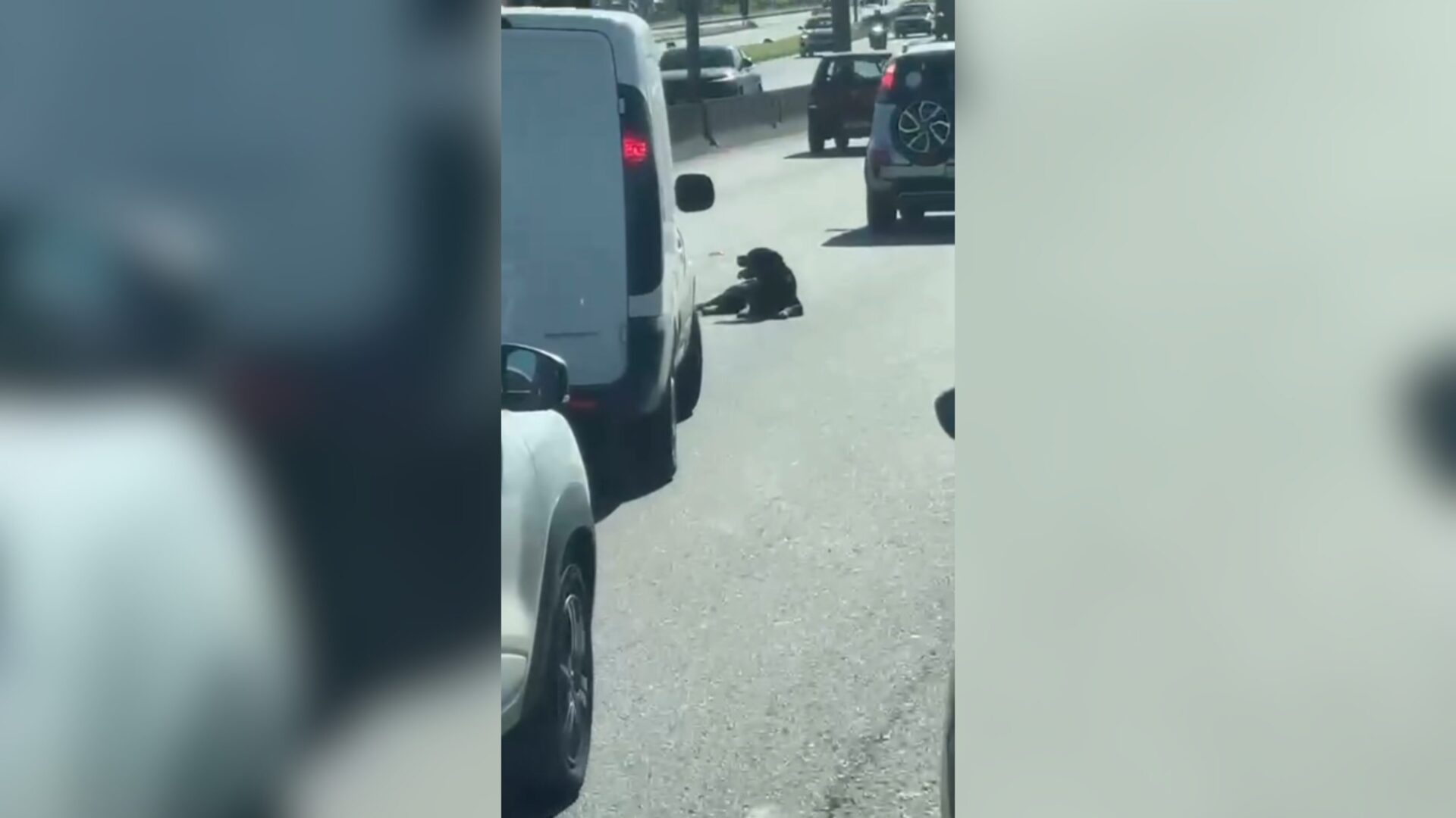 cão na BR