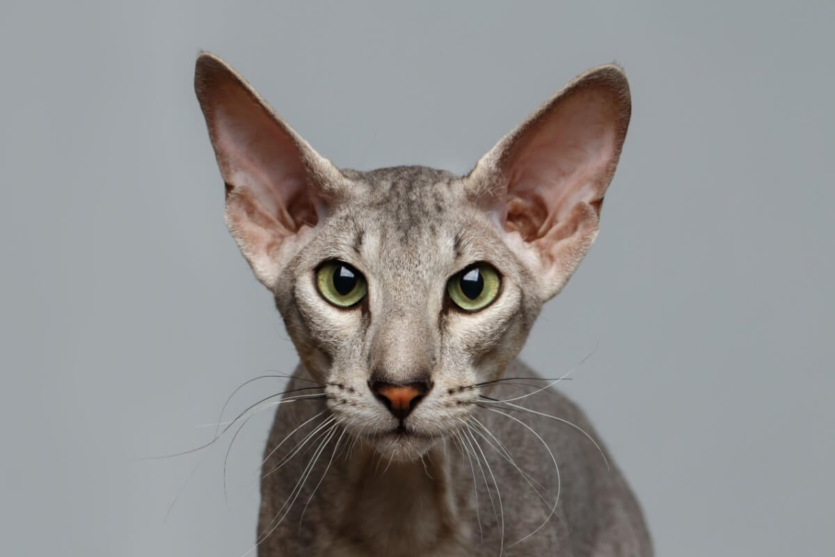 A combinação de características do gato peterbald encanta admiradores (Imagem: Seregraff
| Shutterstock)