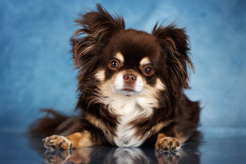 O chihuahua tem a cabe&ccedil;a arredondada com olhos grandes e expressivos (Imagem: otsphoto | Shutterstock)