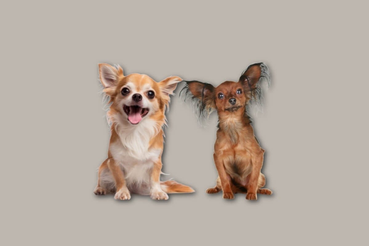 As características distintas do chihuahua e do pequeno cão russo vão além do tamanho e da aparência (Imagem: Amarria Decaen e Jagodka | Shutterstock)