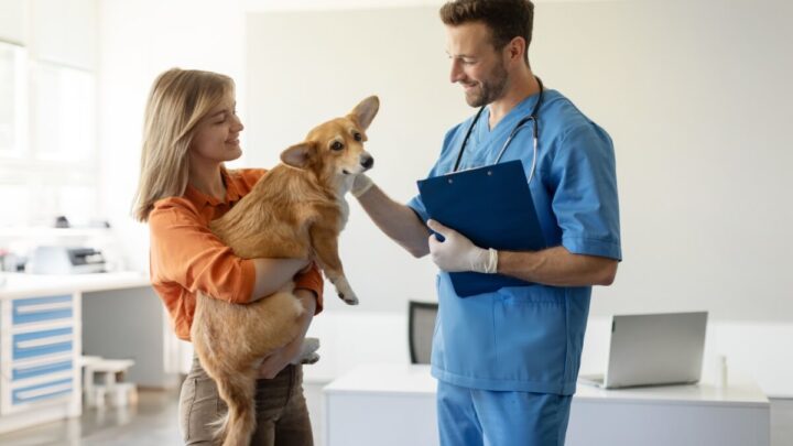 A primeira consulta veterinária é essencial para garantir o bem-estar dos animais de estimação (Imagem: fast-stock | Shutterstock)