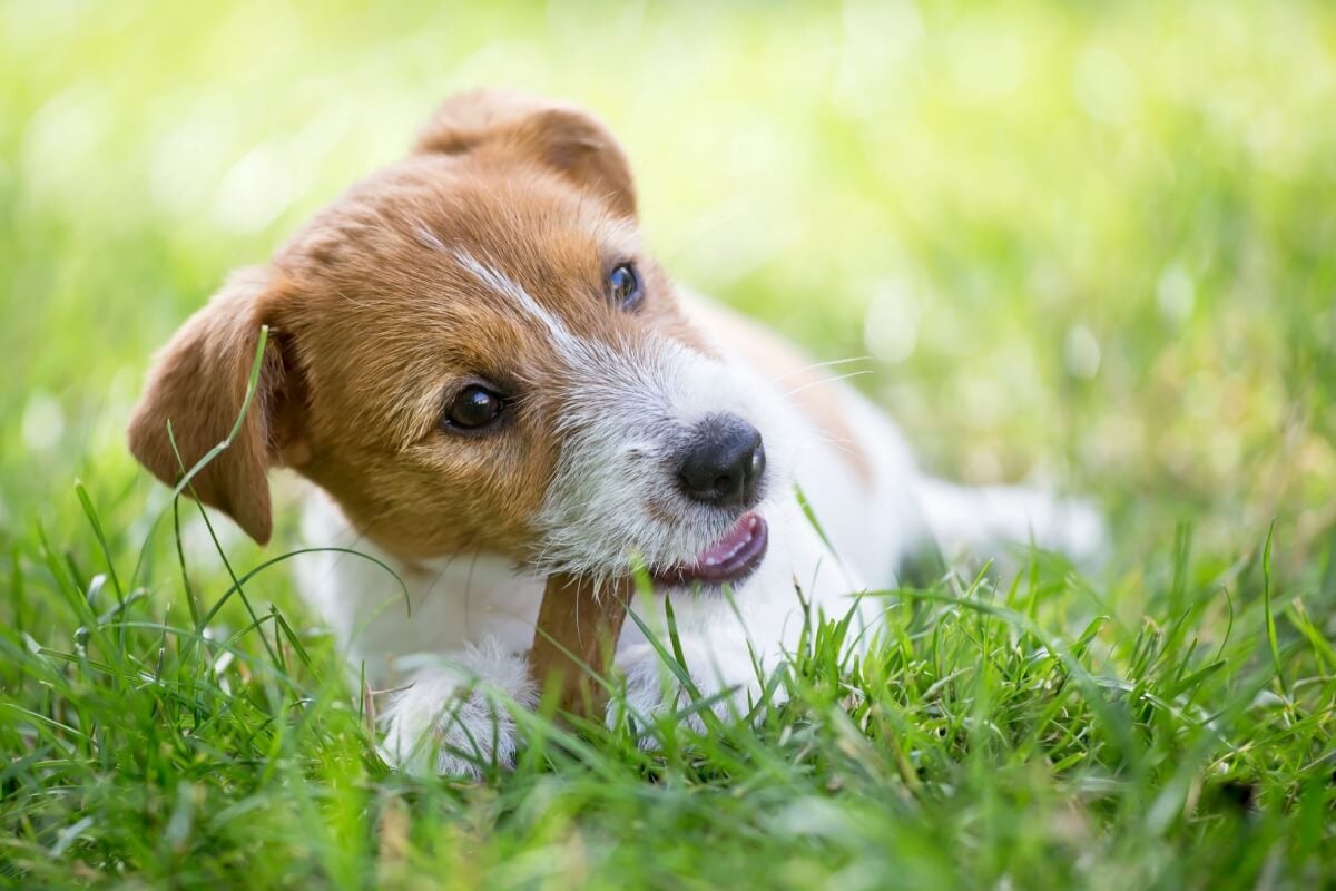 Os petiscos podem contribuir para a rotina dos animais (Imagem: Reddogs | Shutterstock)