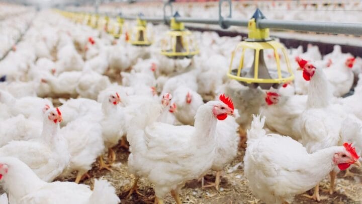 Influenza aviária pode afetar produção de aves e ovos (Foto: Banco de Imagens)