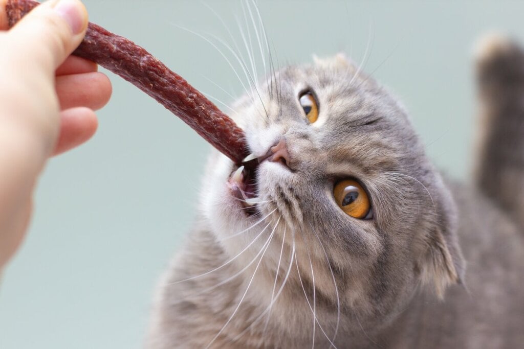 Oferecer petiscos ajuda a evitar que os pets comam alimentos impróprios (Imagem: Irina Vasilevskaia | Shutterstock)