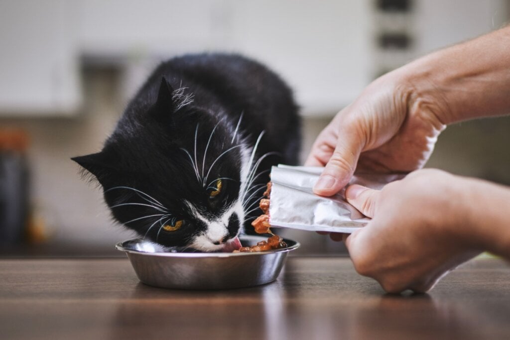 O cuidado com a alimentação de gatos com insuficiência renal é fundamental (Imagem: Jaromir Chalabala | Shutterstock)