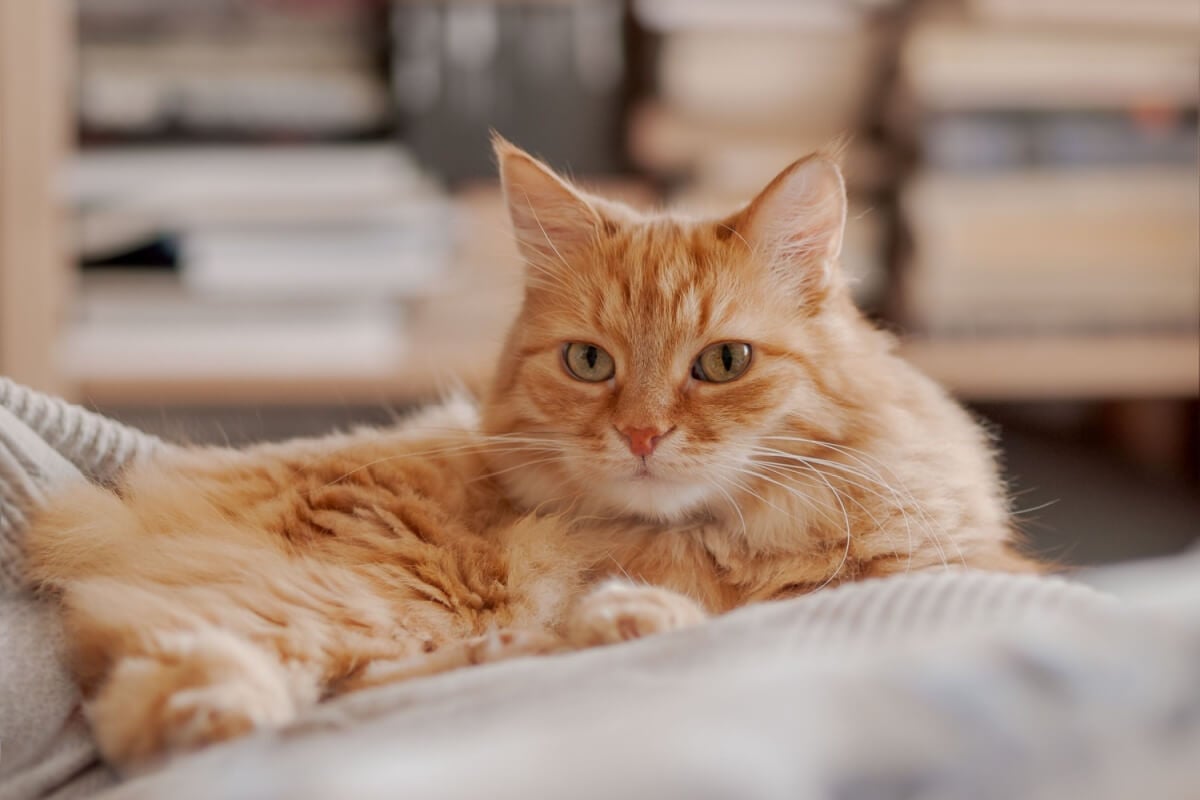 Embora seja mais comum em gatos idosos, a insuficiência renal também pode acometer animais jovens (Imagem: Konstantin Aksenov | Shutterstock)