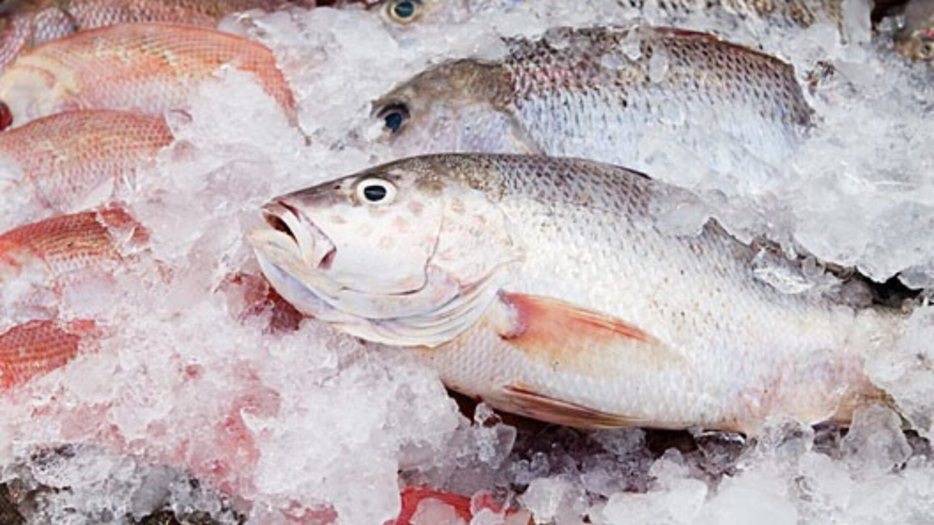 peixes