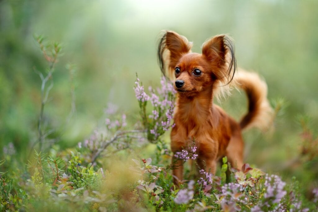 O pequeno c&atilde;o russo &eacute; mais soci&aacute;vel e amig&aacute;vel que o chihuahua (Imagem: Vivienstock | Shutterstock)