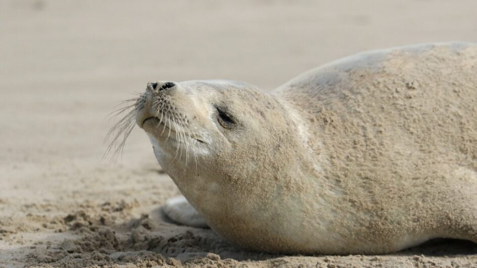 Foca rara no Sul de SC