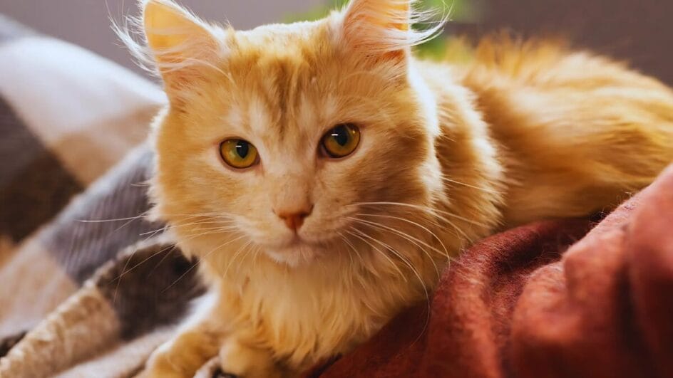 A mutação que causa a cor laranja nos gatos é super antiga, registrada em arte chinesa do século XII
