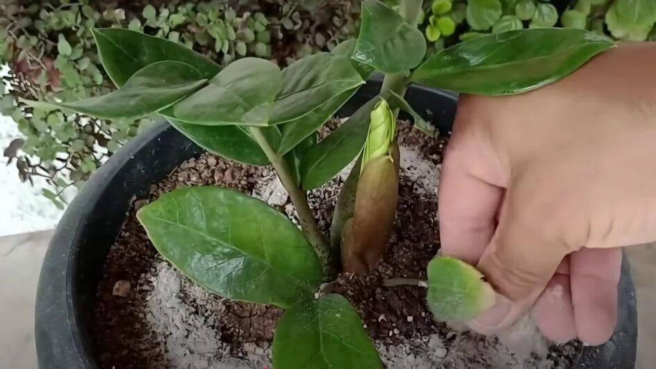 Aprenda o passo a passo para usar cinzas sem prejudicar suas plantas e quais espécies mais se beneficiam.