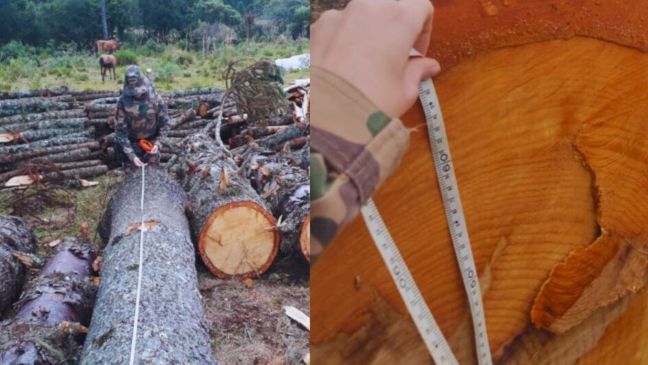 Apreensão em São Joaquim