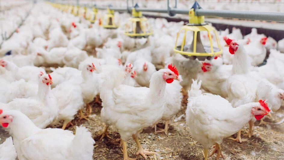 Caso de gripe aviária em granja comercial de SC segue em investigação