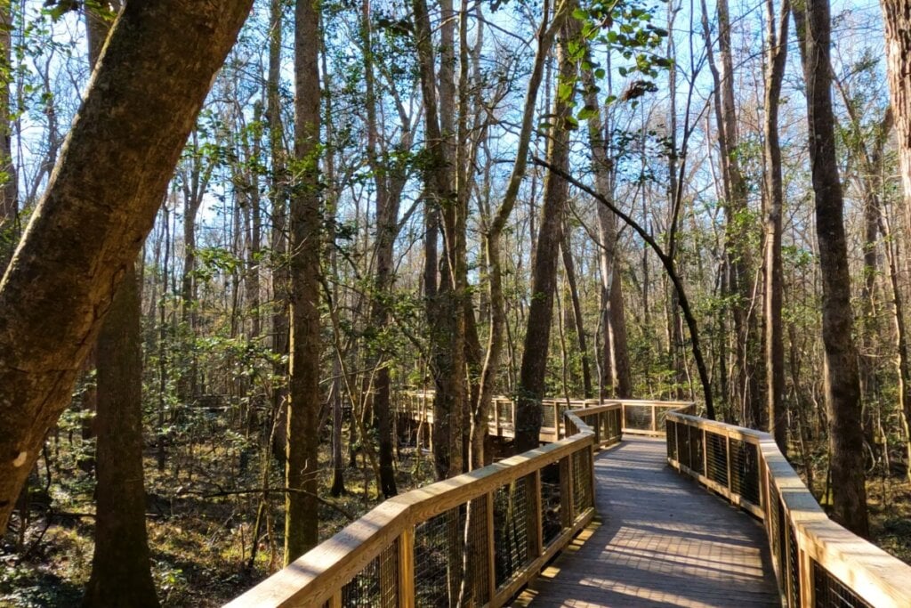 O Congaree National Park oferece trilhas e opções de canoagem (Imagem: Made For More Productions | Shutterstock)
