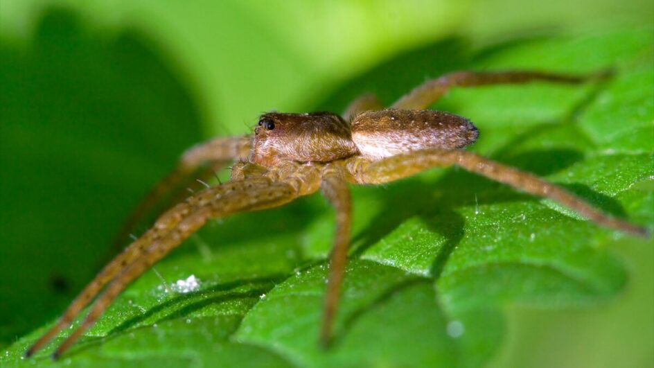 Conhecida popularmente como “aranha marrom” ou “aranha-violino” (2)