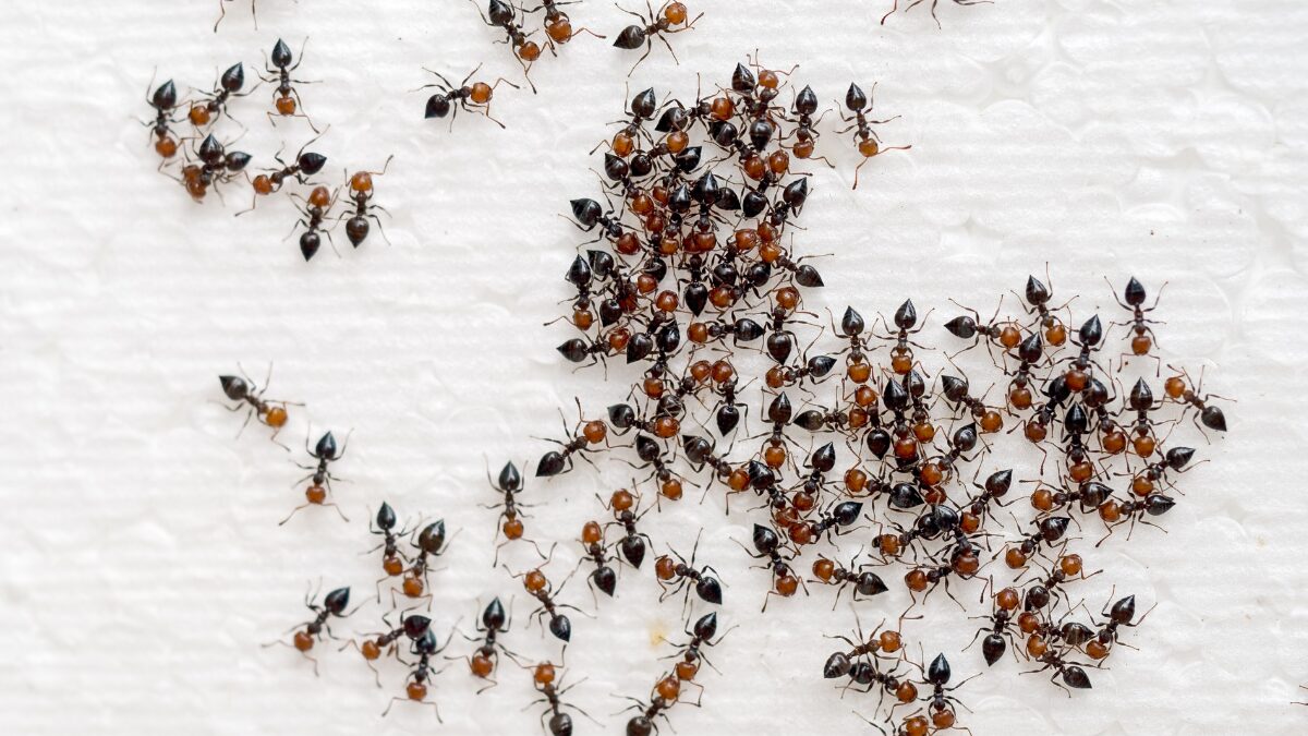 Dicas para prevenir a infestação de formigas