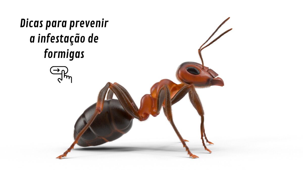 Dicas para prevenir a infestação de formigas