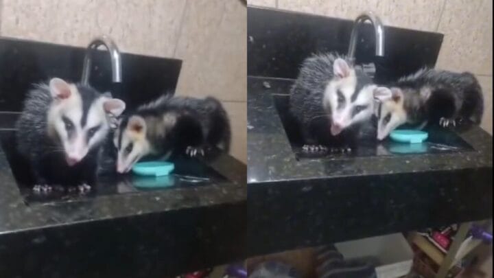 Família de gambá invade banheiro e “encara” idosa em SC “Morrendo de medo”