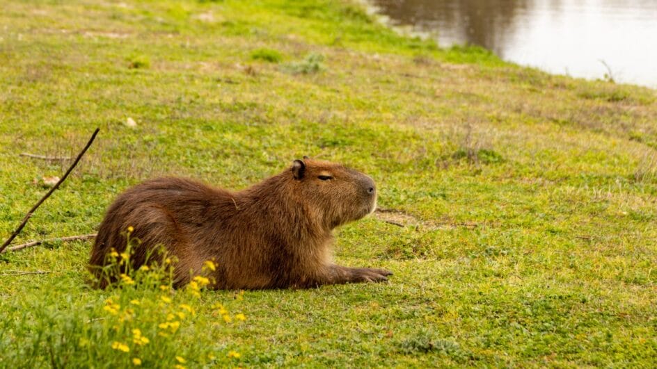 Há uma superpopulação de capivaras em Florianópolis Especialistas avaliam impactos