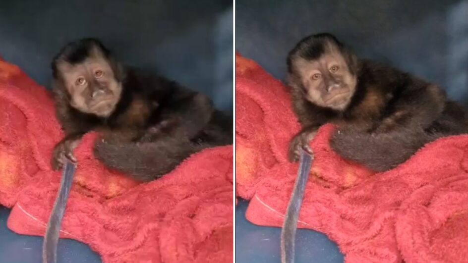 Macaco-prego era mantido como pet de forma ilegal em SC (Foto: Polícia Civil, Divulgação)
