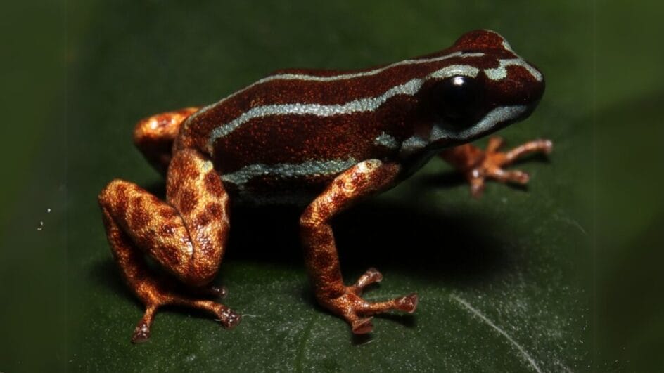 Nova espécie de sapo venenoso é registrada no Acre com cores vibrantes e aparência metálica