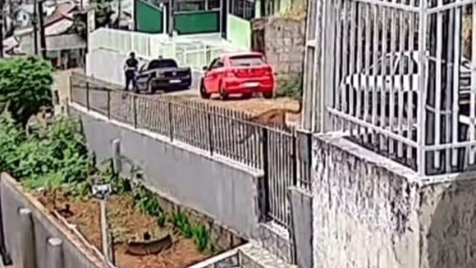 Onça-parda é vista circulando pelas ruas e fica frente a frente com morador em cidade de SC