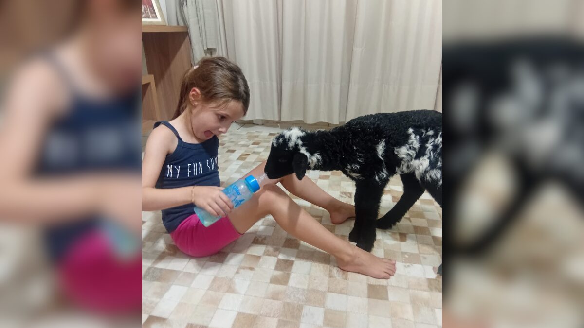 Ovelha de estimação em Chapecó