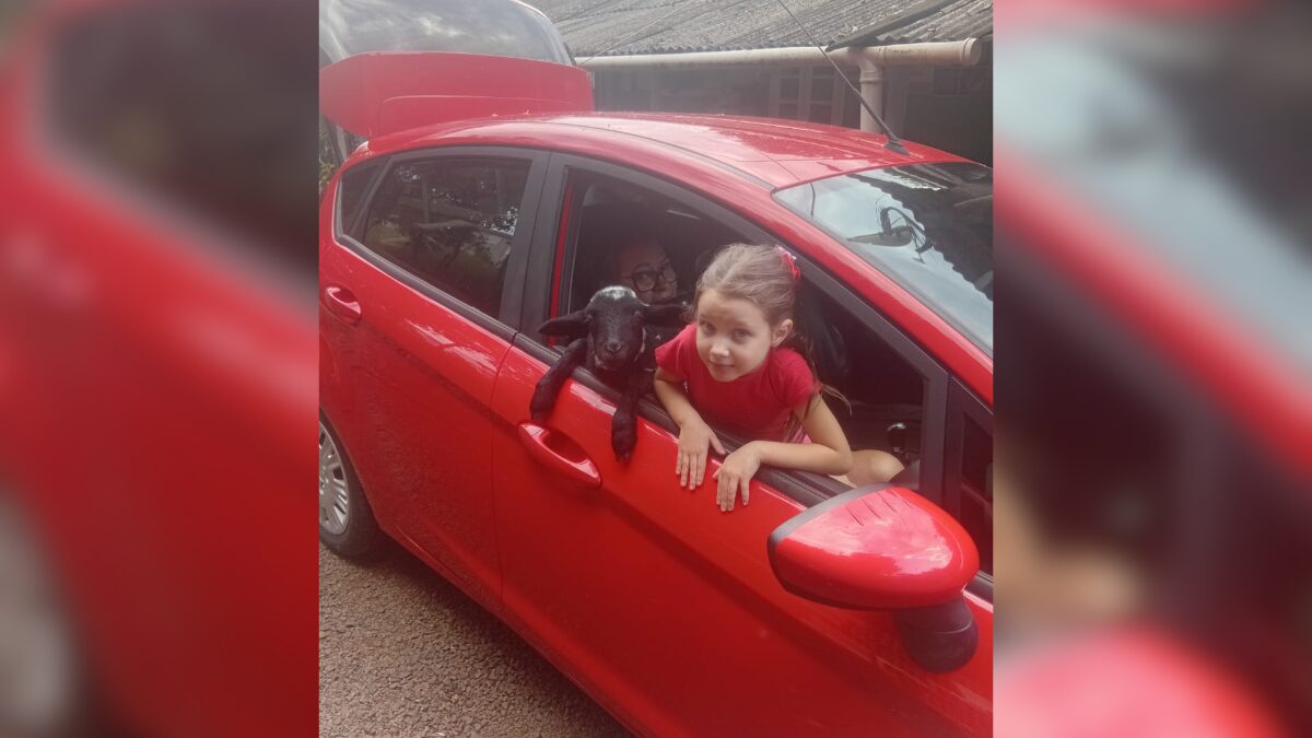 Ovelha de estimação em Chapecó