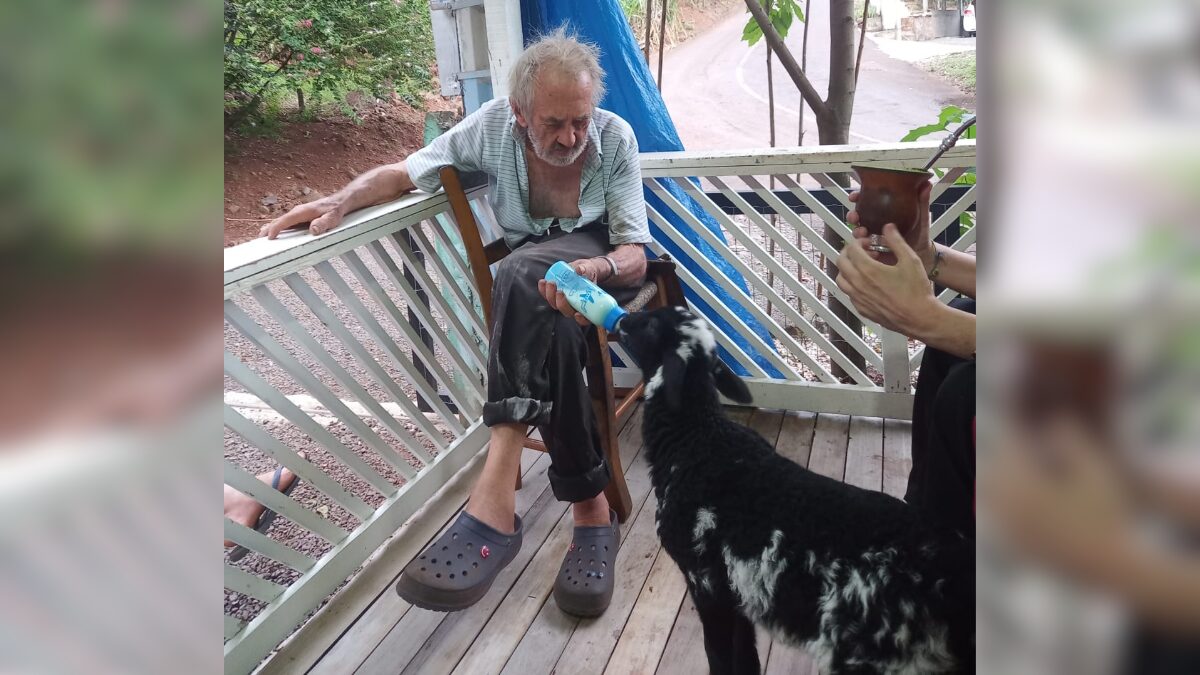 Ovelha de estimação em Chapecó