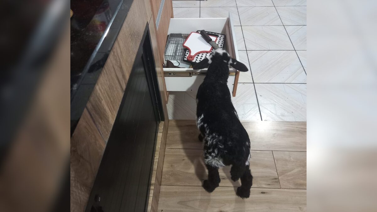 Ovelha de estimação em Chapecó