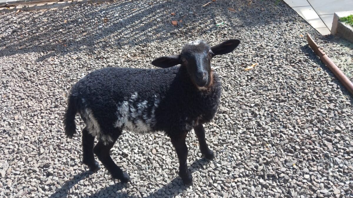 Ovelha de estimação em Chapecó