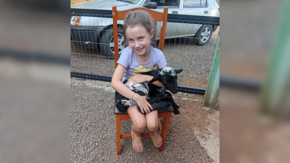 Ovelha de estimação em Chapecó