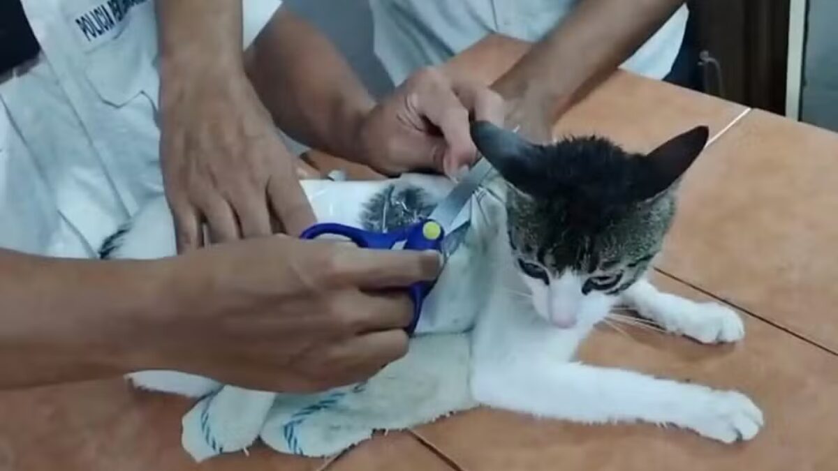 Gato “narcotraficante” é flagrado contrabandeando drogas para prisão