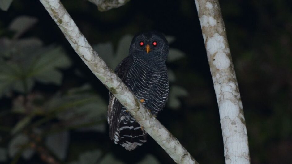 Cidade ficou em primeiro lugar no Brasil com o maior número de espécies observadas em 24 horas (Foto: Alexandre Grose, Arquivo Pessoal)