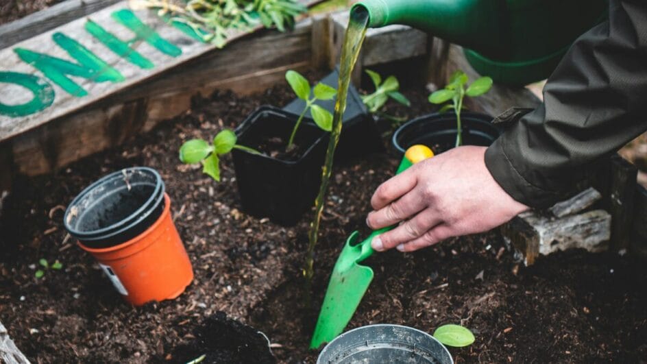 Por que a borra de café é tão boa para as plantas