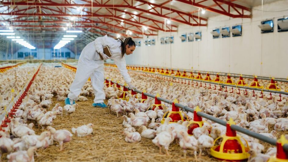 Por que o consumo de frango e ovos é seguro mesmo com caso de gripe aviária confirmado