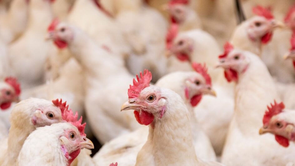 Primeiro foco de gripe aviária em granja comercial é confirmado no Brasil