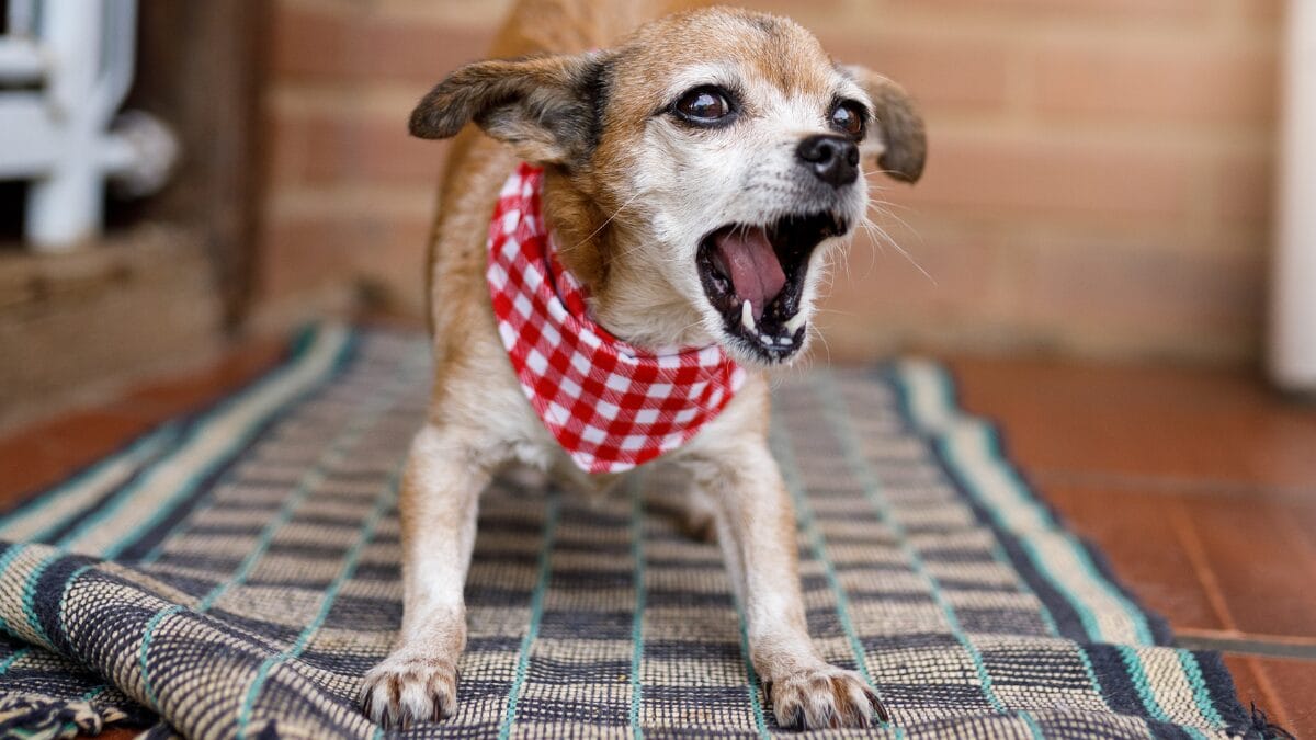 Quando o cachorro ou gato está desconfortável com a visita, o melhor a fazer é se mostrar seguro e sem medo