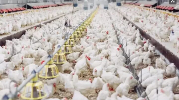 SC descarta suspeita de gripe aviária em granja comercial