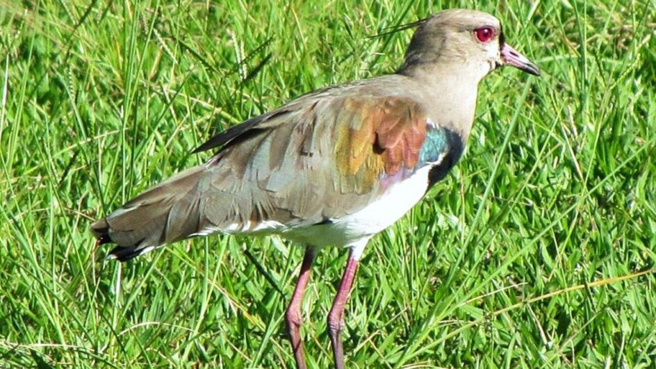 SC investiga caso suspeito de gripe aviária em animal silvestre