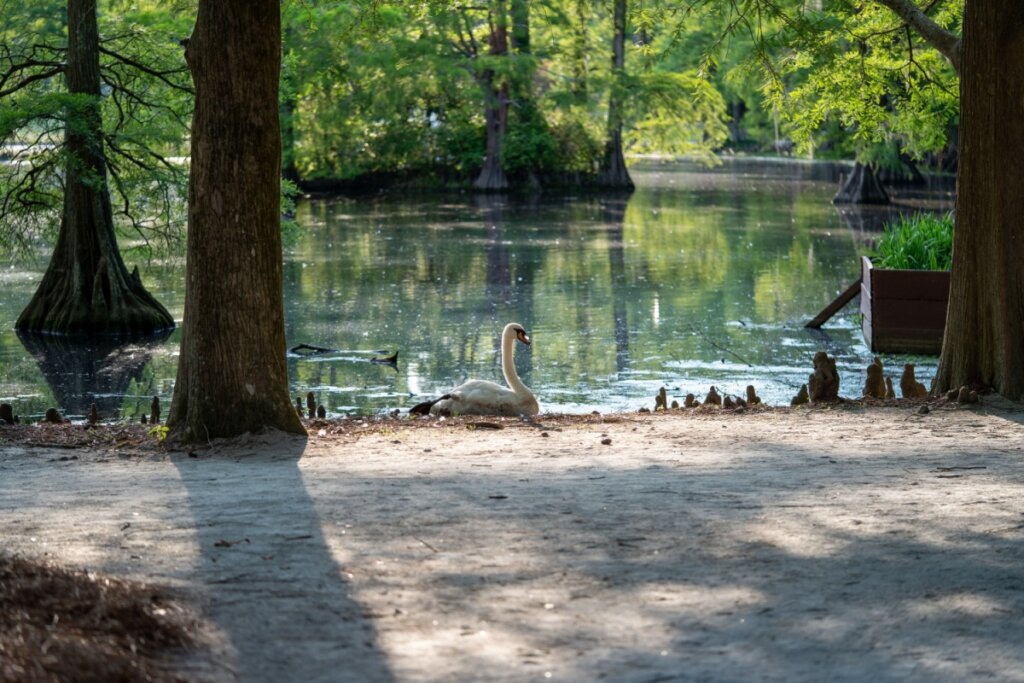 Os lagos do Swan Lake Iris Gardens são habitados por todas as oito espécies de cisnes do mundo (Imagem: Wirestock Creators | Shutterstock)